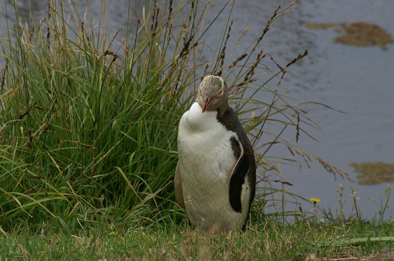 PICT94397_090116_OtagoPenin.jpg - Penguin Place, Otago Peninsula (Dunedin): Yellow Eyed Penguin "Cleo"